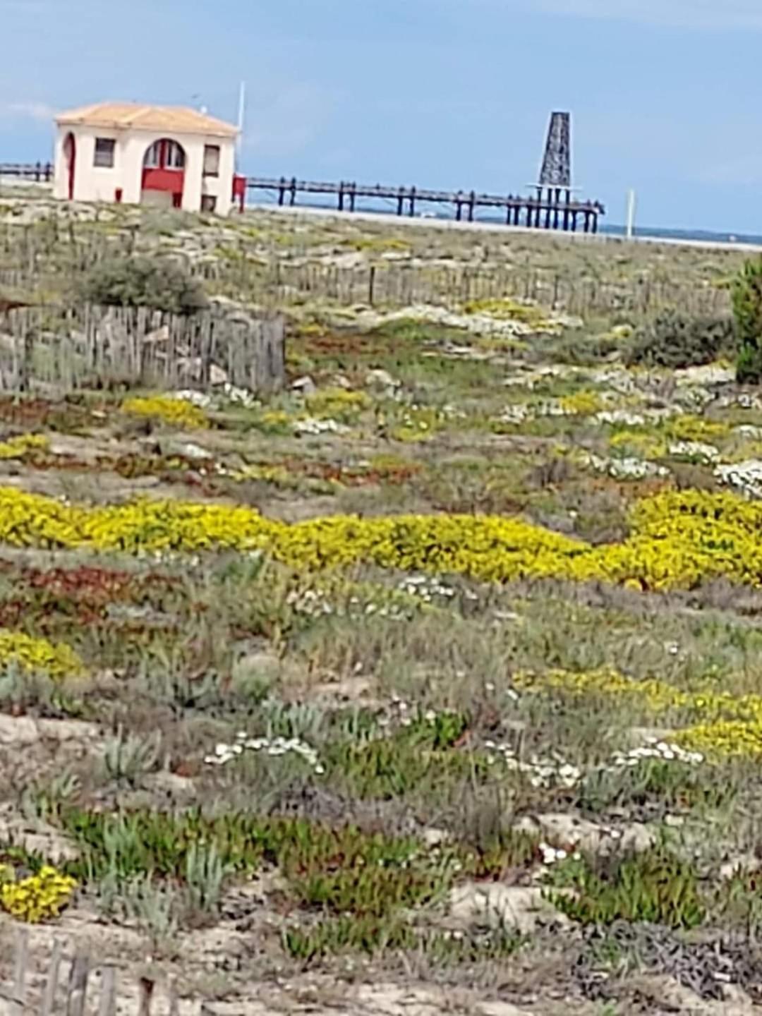 Marina Des Anges Entre Mer Et Etangs Avec Piscine Le Barcarès Exteriör bild